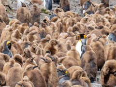 King penguins in Antarctica.