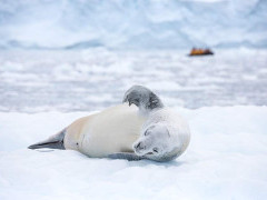 Crabeater seal in Antarctica.