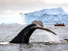 A whale tail with Zodiac behind in Antarctica.