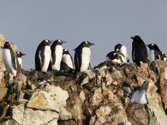 Gentoo penguins in Antarctica.