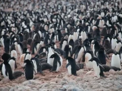 Adélie penguin colony in Antarctica.