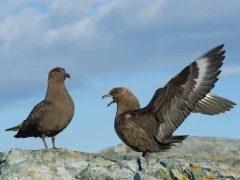 Skuas in Antarctica.