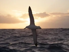 Albatross flying at sunset, in Antarctica.