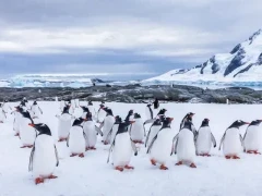 Gentoo penguin colony in Antarctica.