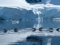 Gentoo penguins in the water, in Antarctica.