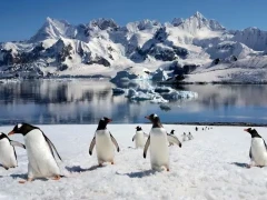 Gentoo penguins on ice, in Antarctica.