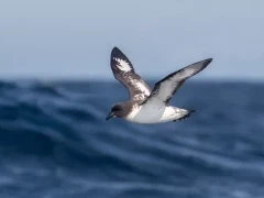 Cape petrel in Antarctica.