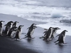 Chinstrap penguins in Antarctica.