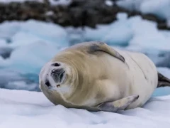 Crabeater seal on ice, in Antarctica.