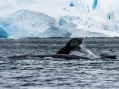 Humpback fluke in Antarctica.