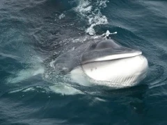 Minke whale surfacing in Antarctica.