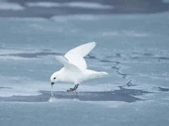Snow petrel eating, in Antarctica.