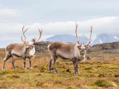 Arctic reindeer in Greenland.