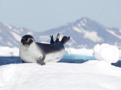 Seal on the ice in Greenland.