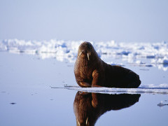 Walrus sitting on the ice in Greenland.