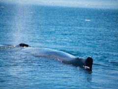 Whale surfacing in Greenland.