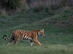 Tiger in India.