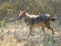 Indian golden jackal in India.