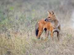Dhole in India.