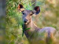 Sambar deer in India.