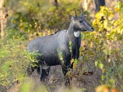 Nilgai in India.