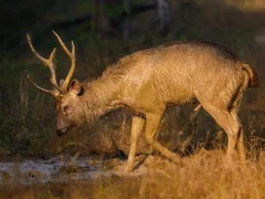 Sambar deer in India.