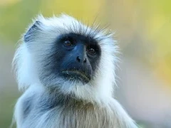 Hanuman langur in India.