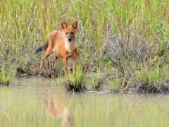 Dhole in India.