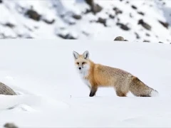 Red fox in Ulley Valley, India.