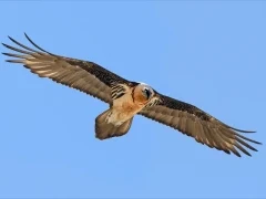 Bearded vulture in Ulley Valley, India.