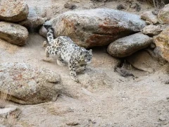 Snow leopard in Ulley Valley, India.
