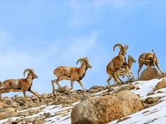 Urial in Ulley Valley, India.