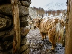 Yak in Ulley Valley, India.
