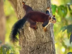 Malabar giant squirrel in India.