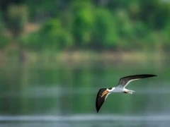 Indian skimmer in India.