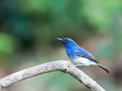 White-bellied blue flycatcher in India