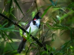Red-whiskered bulbul in India