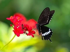 Black pachliopta butterfly in India