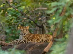 Leopard in Satpura National Park, India.