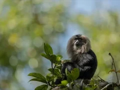 Lion-tailed macaque in India