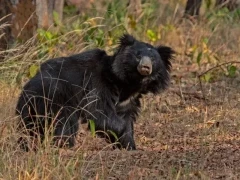 Sloth bear in India.
