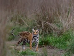 Bengal tiger cub in India.