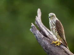 Shikra in India.