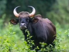 Gaur in India.