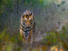 Bengal tiger in India.