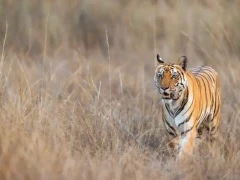 Bengal tiger in India.