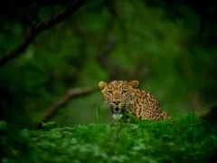 Leopard in India.