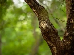 Indian scops owl in India.
