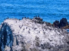 Gathering of pelagic birds at Cape Kiritappu, Hokkaido, Japan.