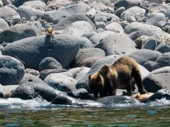 Brown bear on the shore of Hokkaido, Japan.